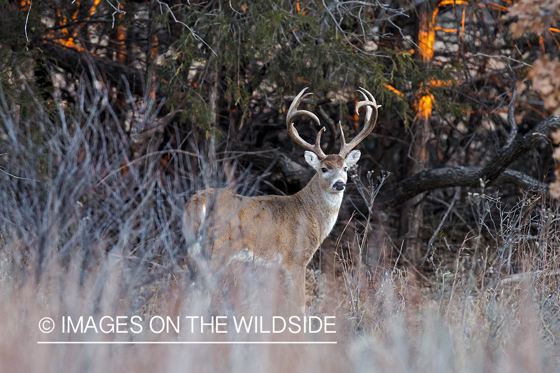 White-tailed buck in habitat.