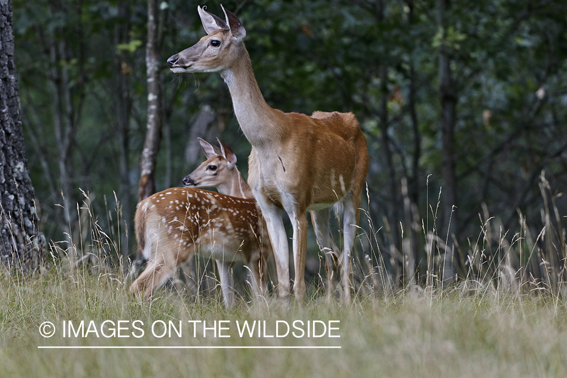 White-tailed doe with fawn.