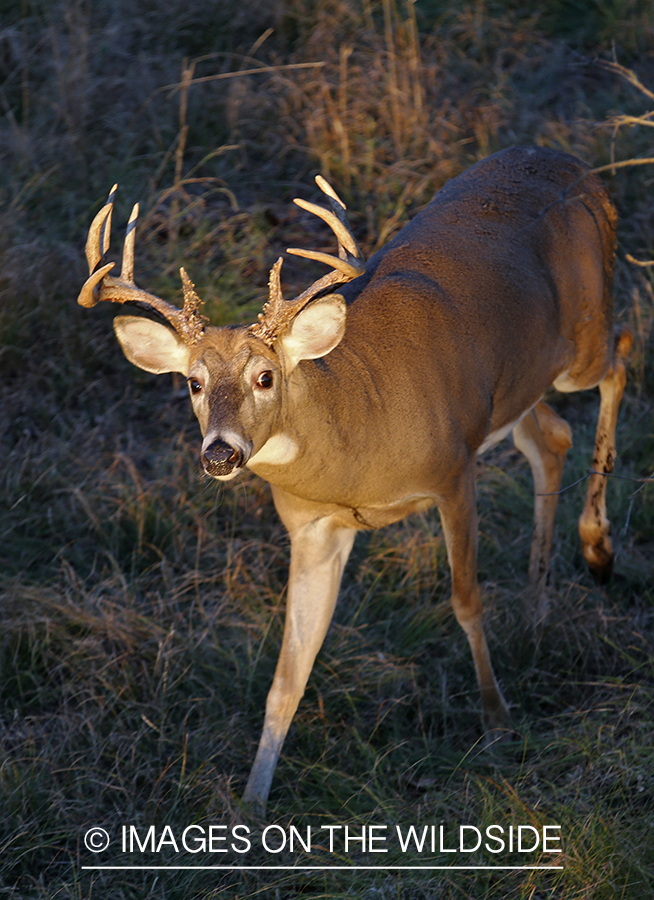 White-tailed buck photographed from tree stand.