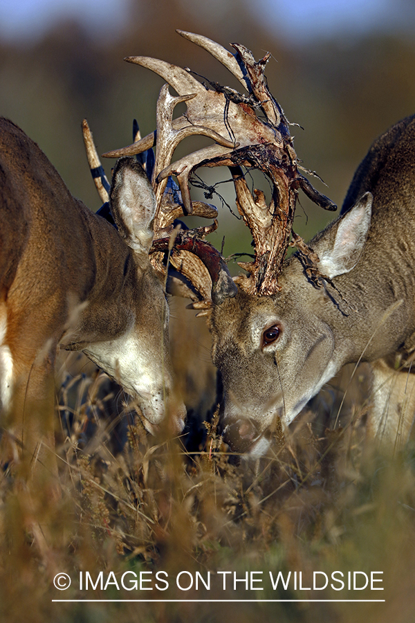 White-tailed bucks sparring.