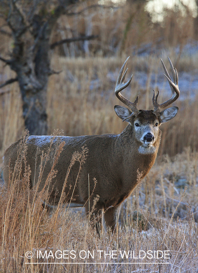 White-tailed buck in field.