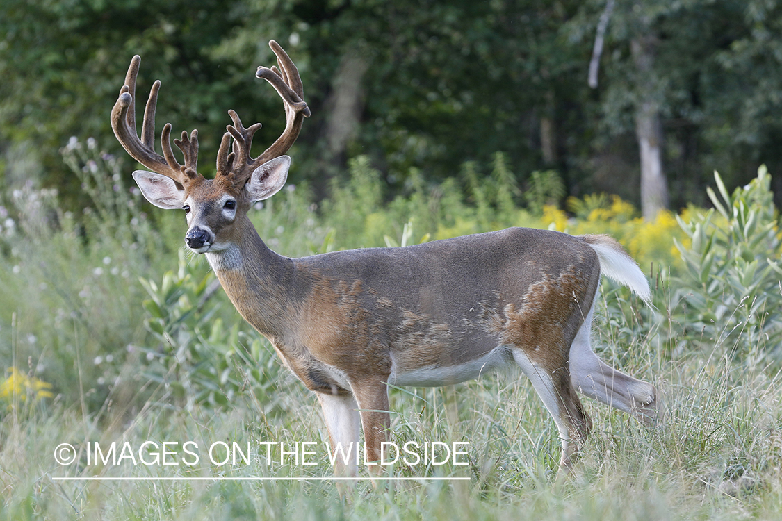 White-tailed deer in velvet.