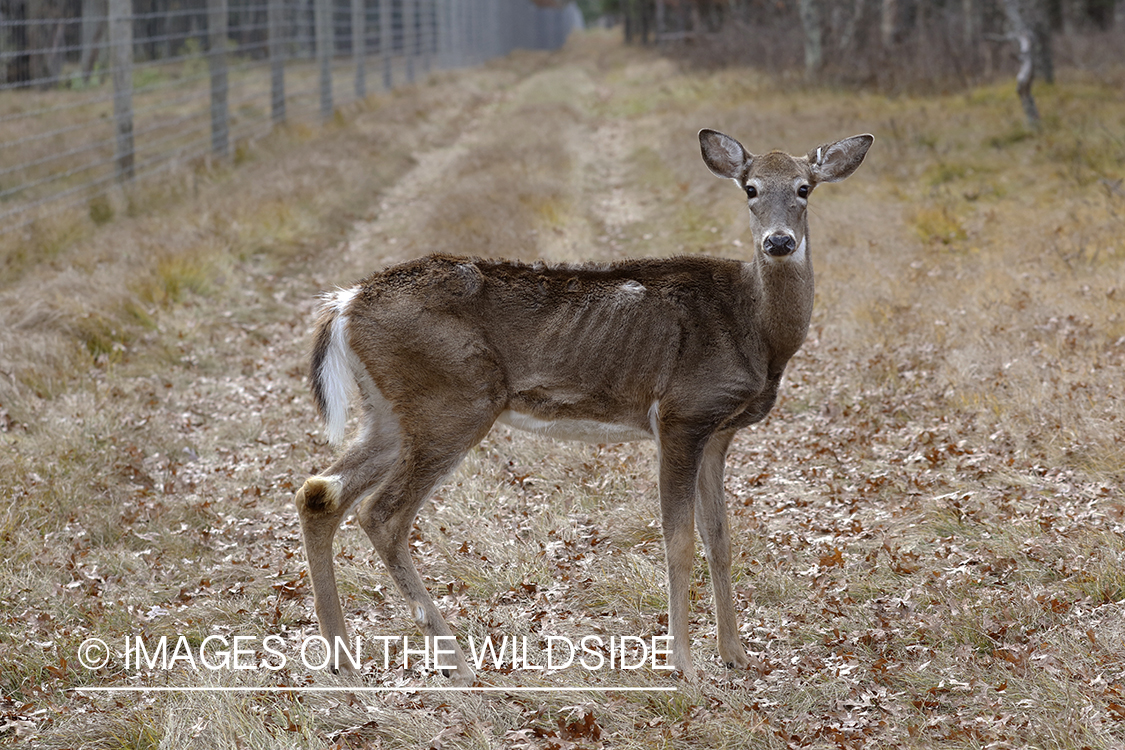 White-tailed deer with EHD disease in high fence.