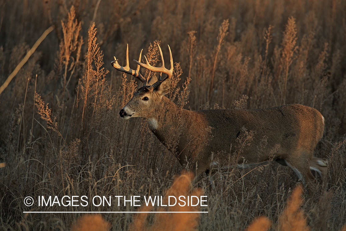 White-tailed buck in field.