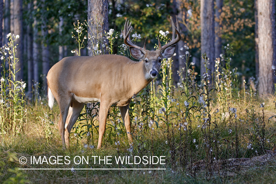 White-tailed buck in field.