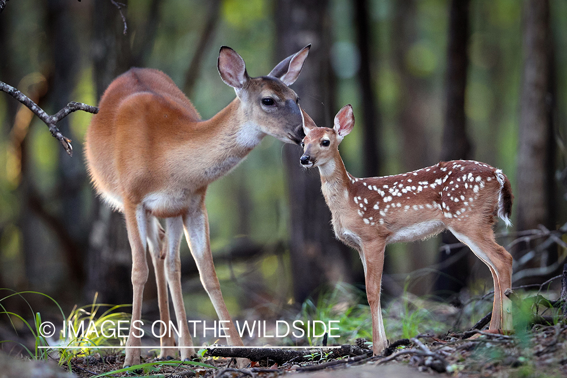 White-tailed doe with fawn.