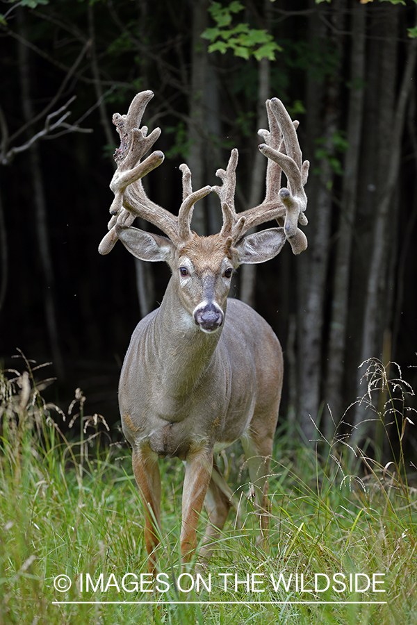 White-tailed buck in Velvet.