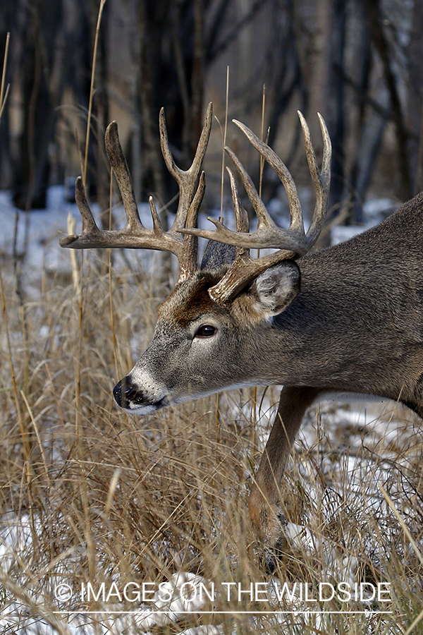 White-tailed buck in the rut.