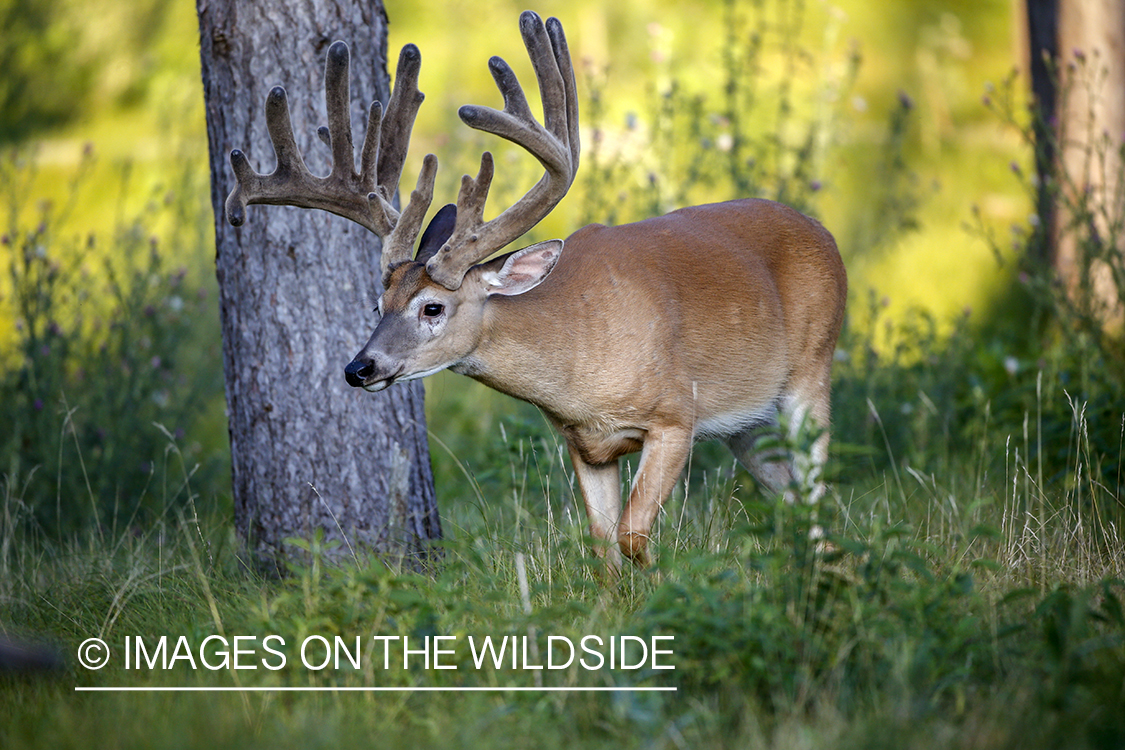 White-tailed buck in Velvet.