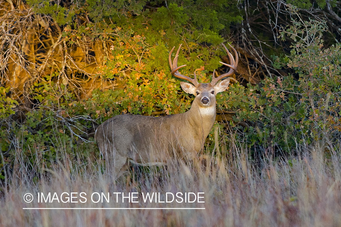 White-tailed buck in field.