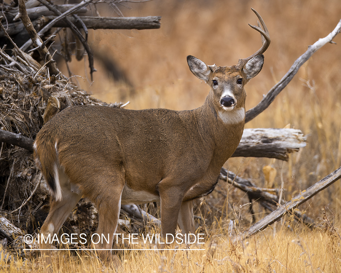 White-tailed buck in field.