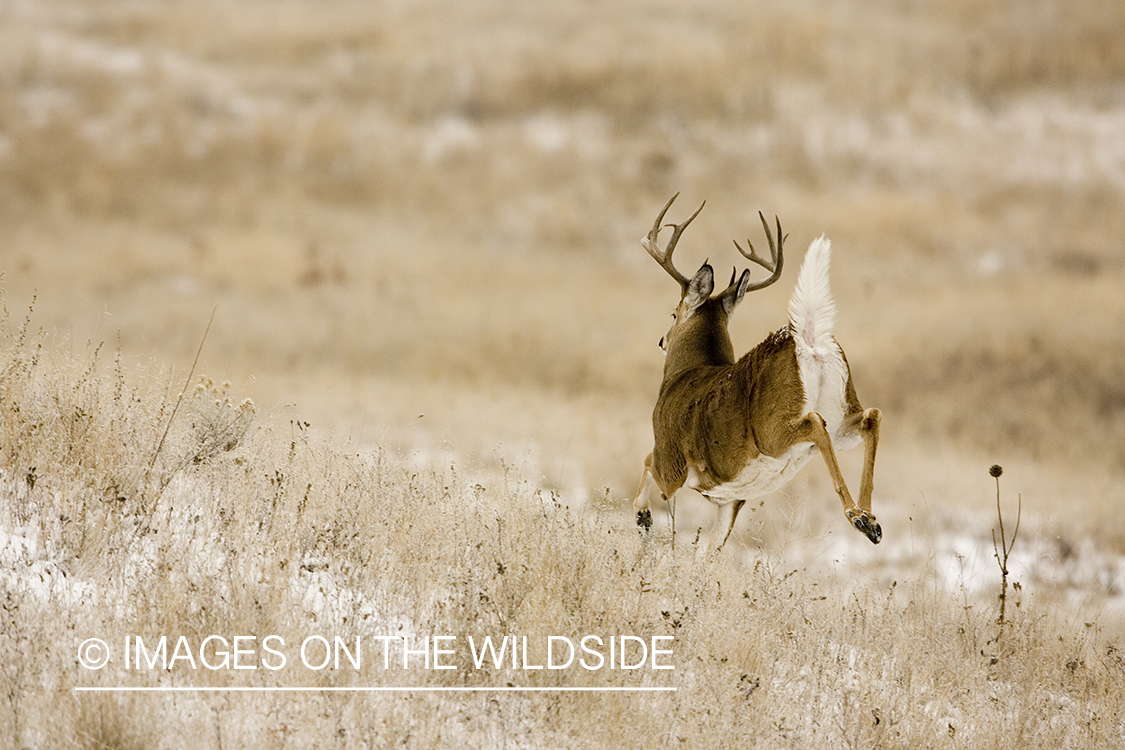 White-tailed deer in habitat