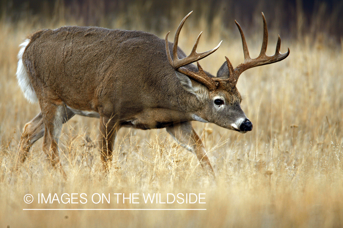 White-tailed deer in habitat