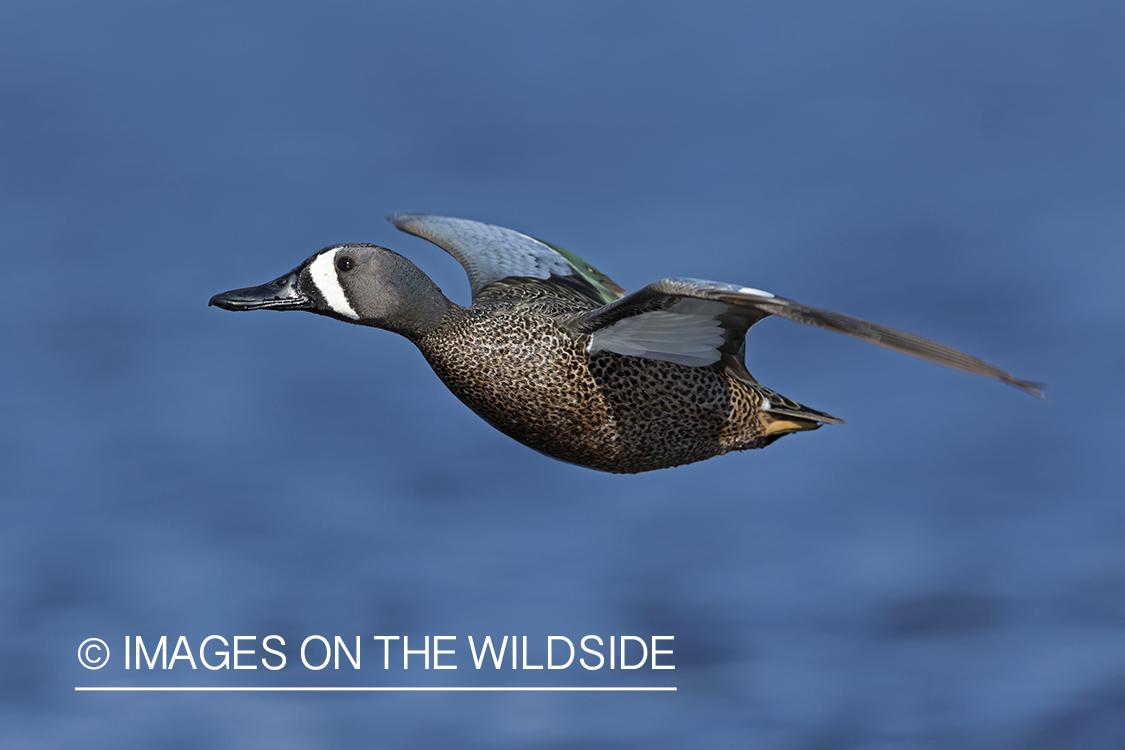 Blue-winged Teal in flight.