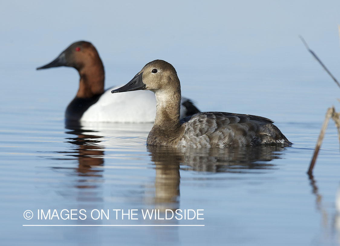 Canvasback ducks in habitat.