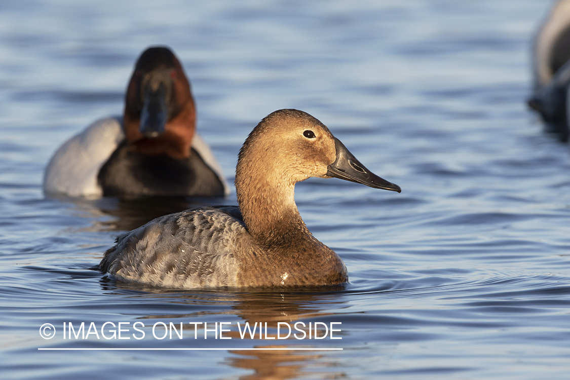 Canvasback drake and hen on water.