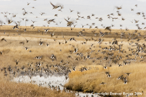 Flock of mallards in flight.