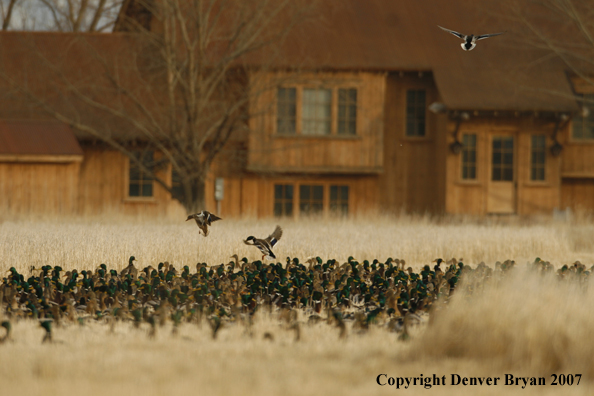 Mallard flock