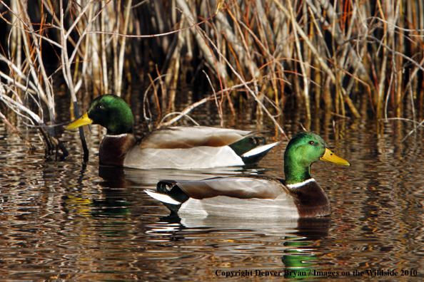 Mallard drakes on water