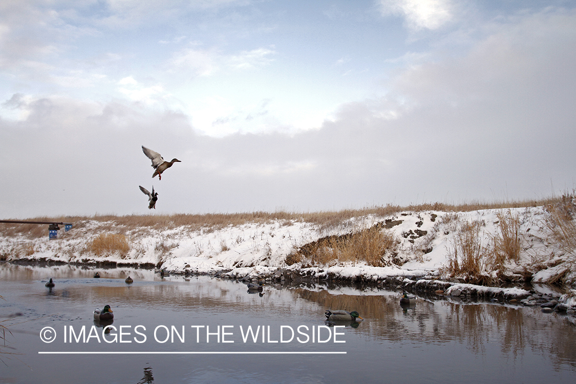 Mallards landing in decoys.