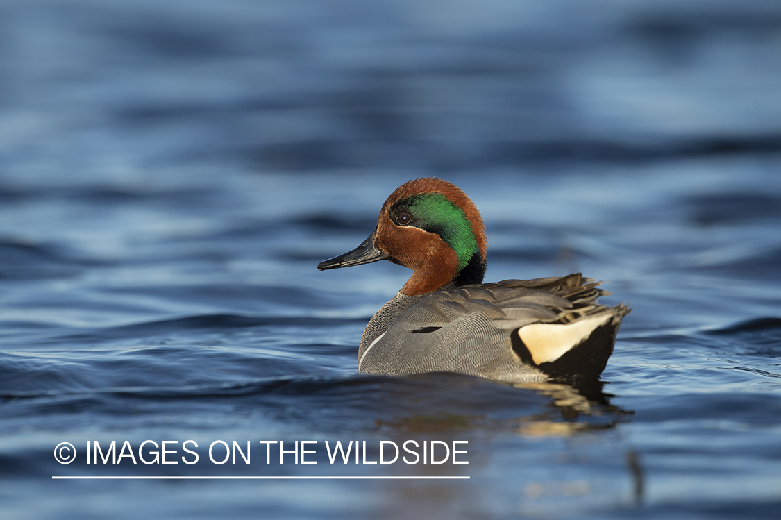 Green-winged Teal on pond.