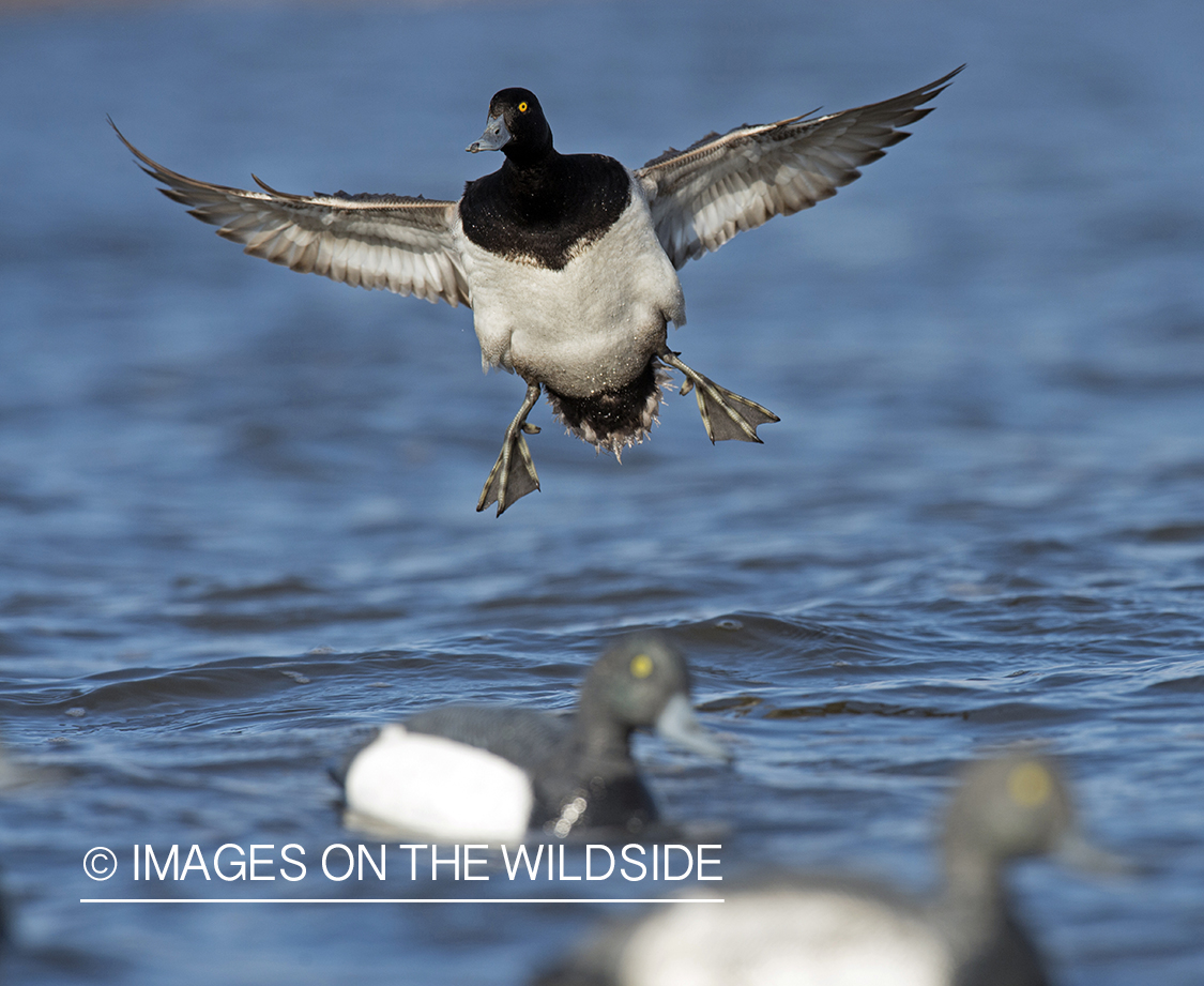 Lesser Scaup in flight.