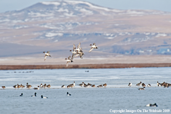 Pintail duck flock.