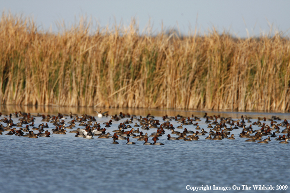 Redhead Duck Flock