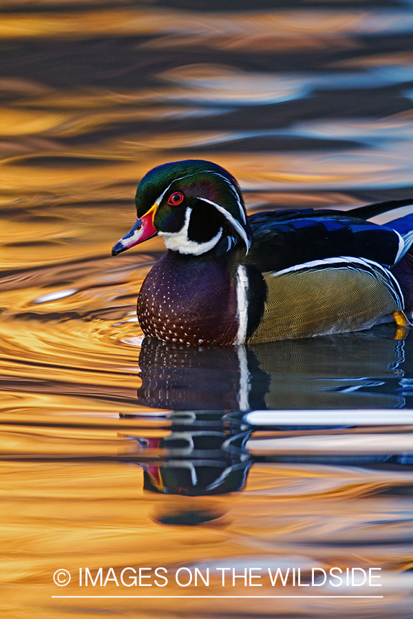 Wood Duck drake in habitat. 