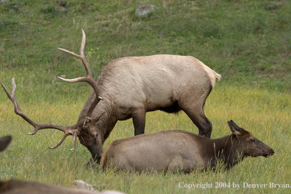 Rocky Mountain bull and cow elk in habitat.