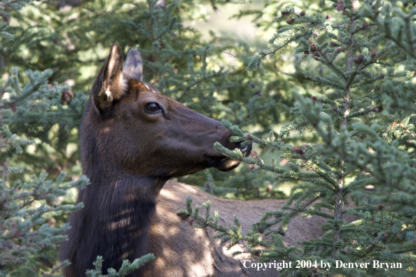 Rocky Mountain cow elk in habitat.