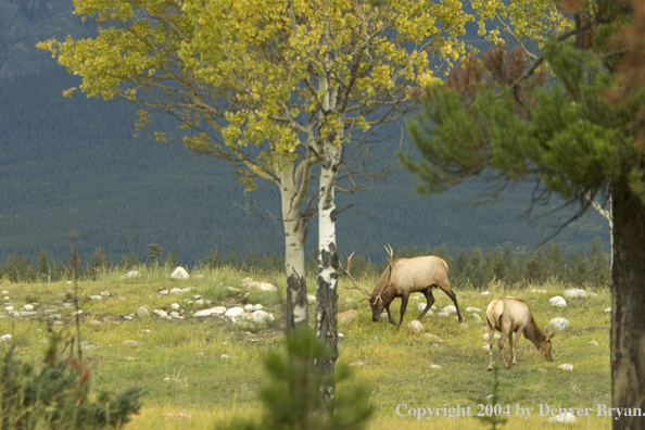 Rocky Mountain bull and cow elk in habitat.