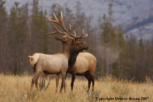 Rocky Mountain Elk 