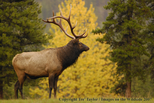 Rocky Mountain Elk in habitat