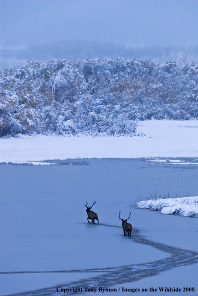 Rocky Mountain Elk in habitat