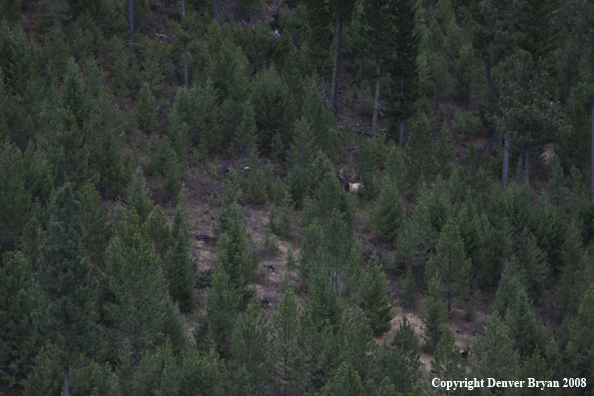 Bull Elk in Woods