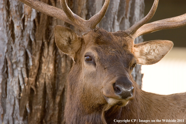 Close-up of bull elk. 