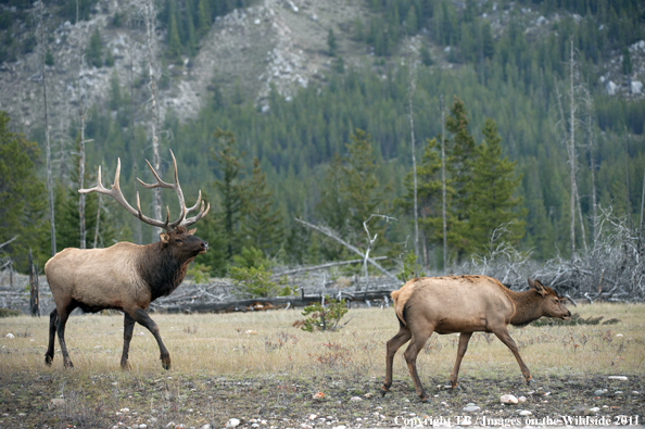 Rocky Mountain elk in habitat. 