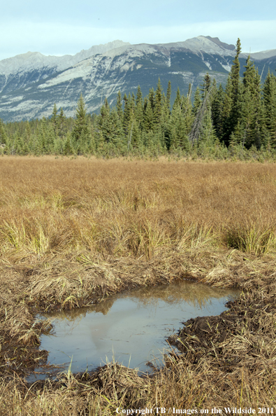 Elk wallow. 