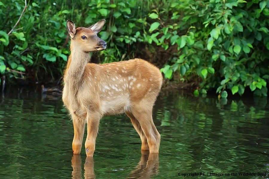 Elk calf in habitat.