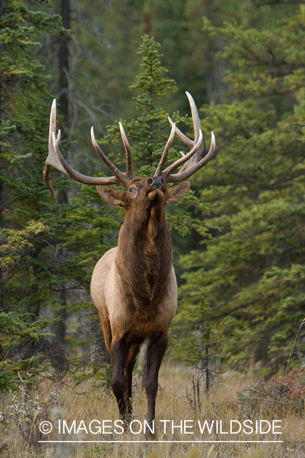 Rocky Mountain Bull Elk in habitat.