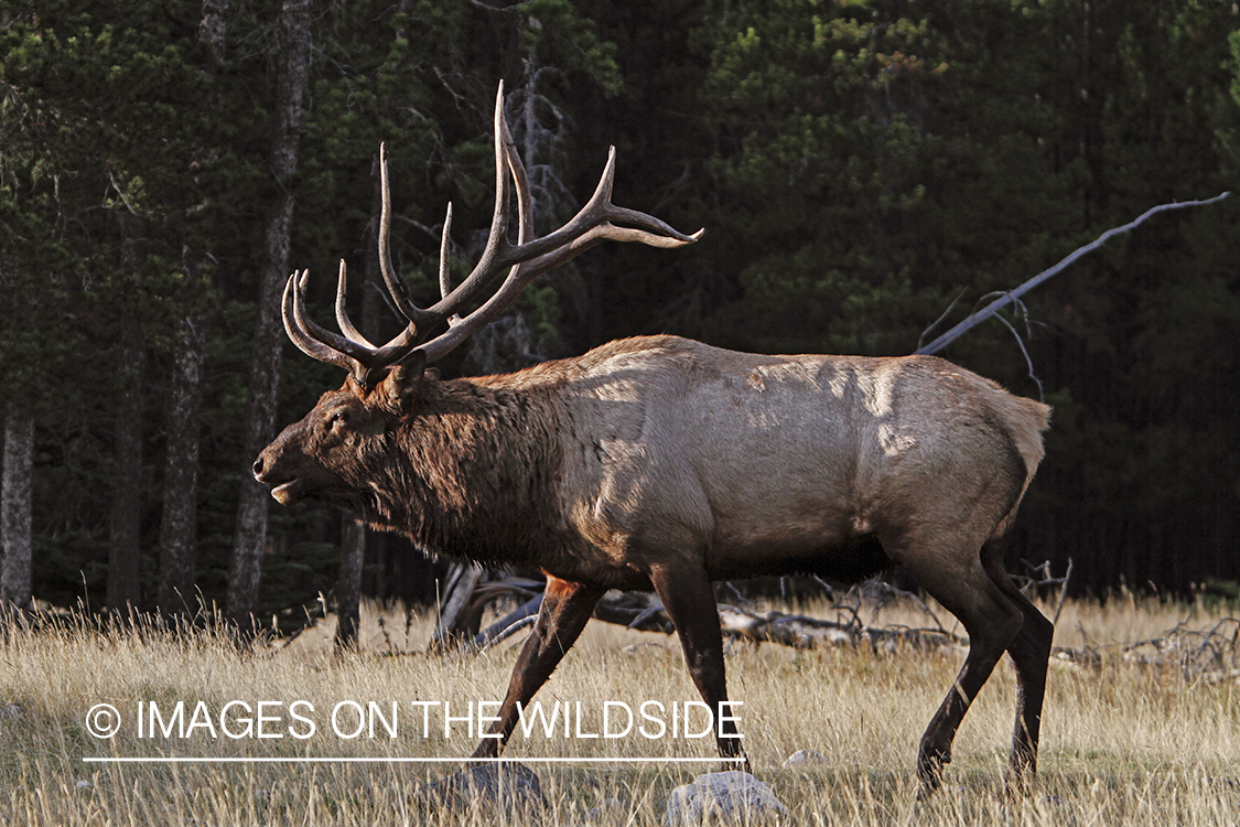 Rocky Mountain Bull Elk bugling in habitat.