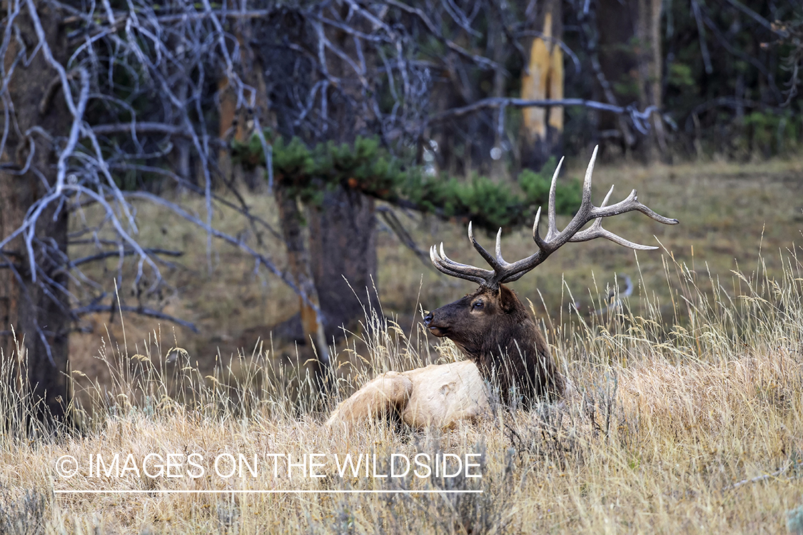 Rocky Mountain Bull Elk bedded down in habitat.