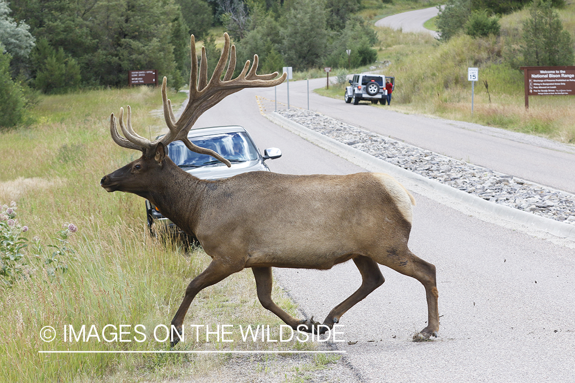 Bull elk in velvet crossing road.