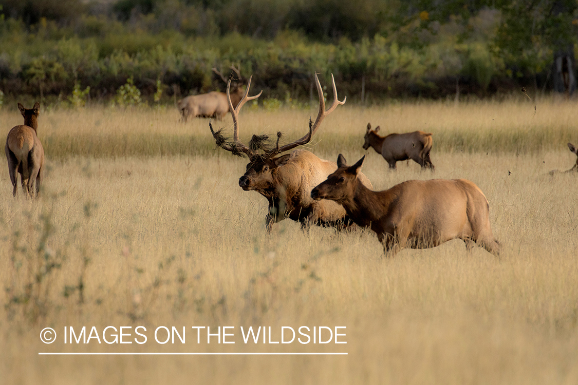 Rocky Mountain elk herd in field.