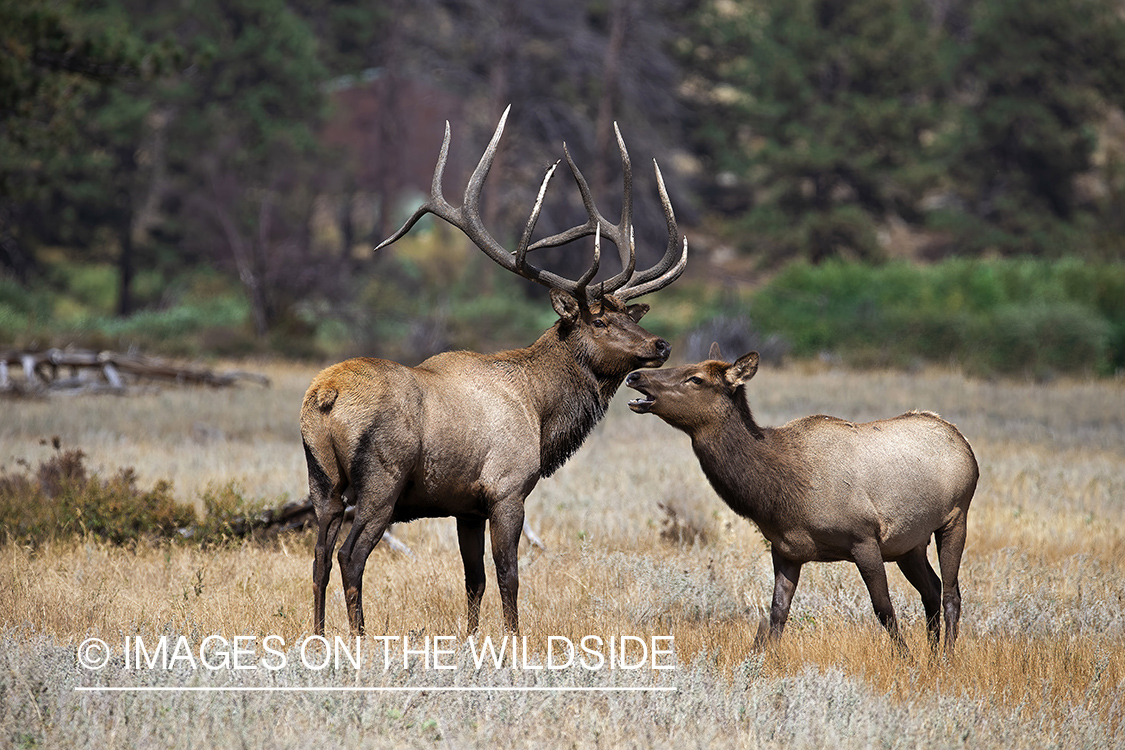 Bull elk with cow in field.