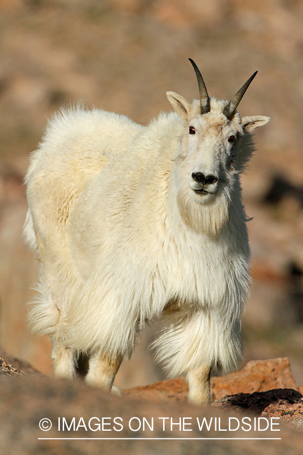 Rocky Mountain Goat in habitat.