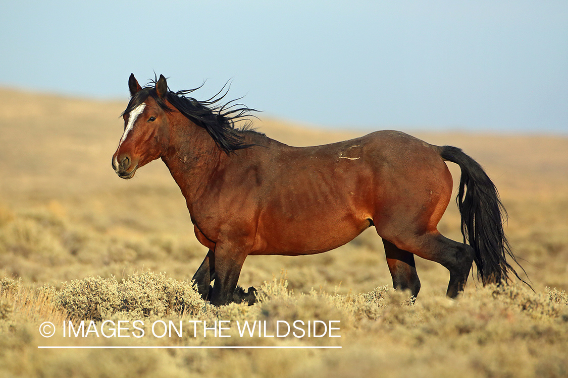 Wild horse in field.