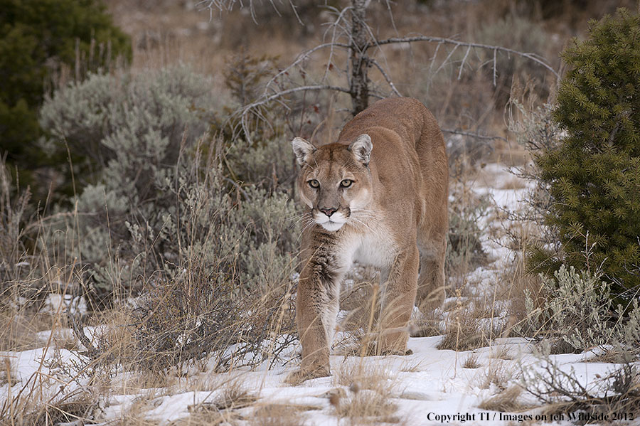 Mountain Lion in habitat.