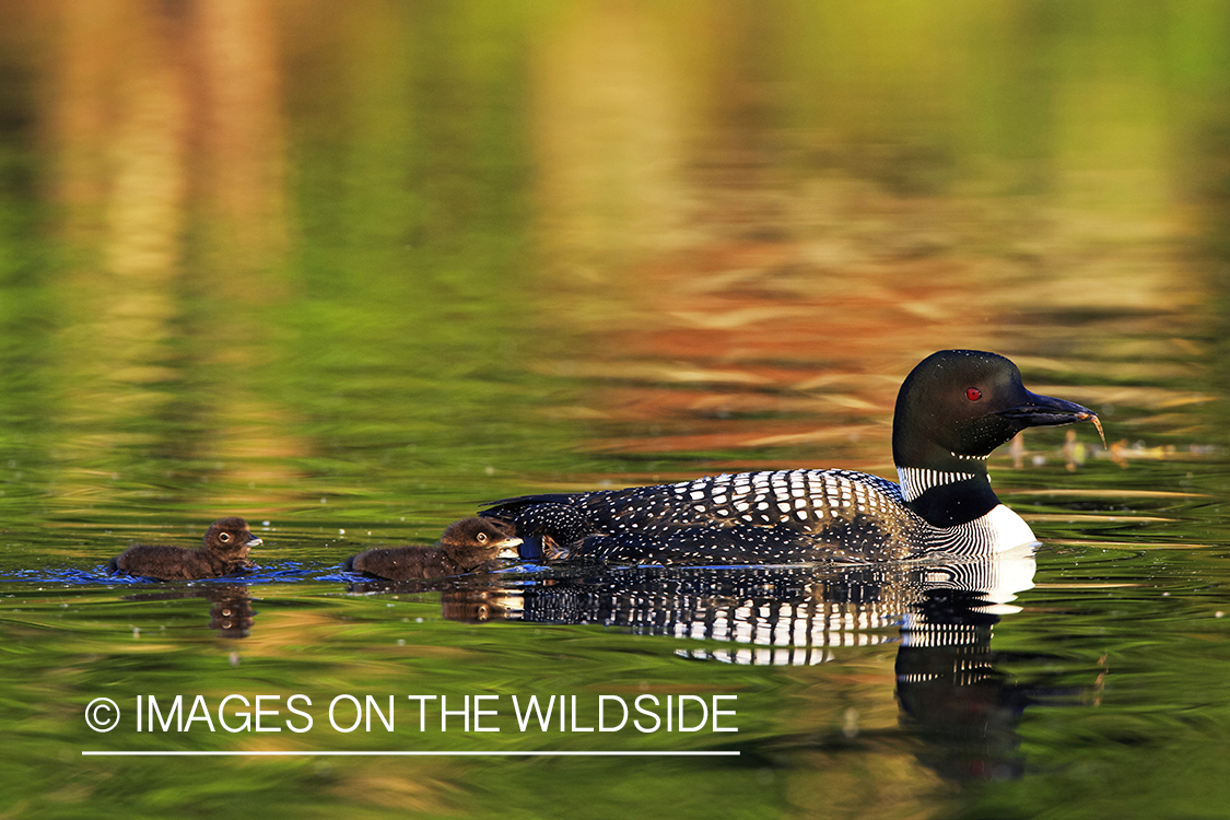 Loon swimming with chicks.